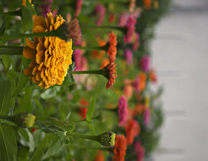 Sommerblumen in einem Beet, unscharfer Hintergrund