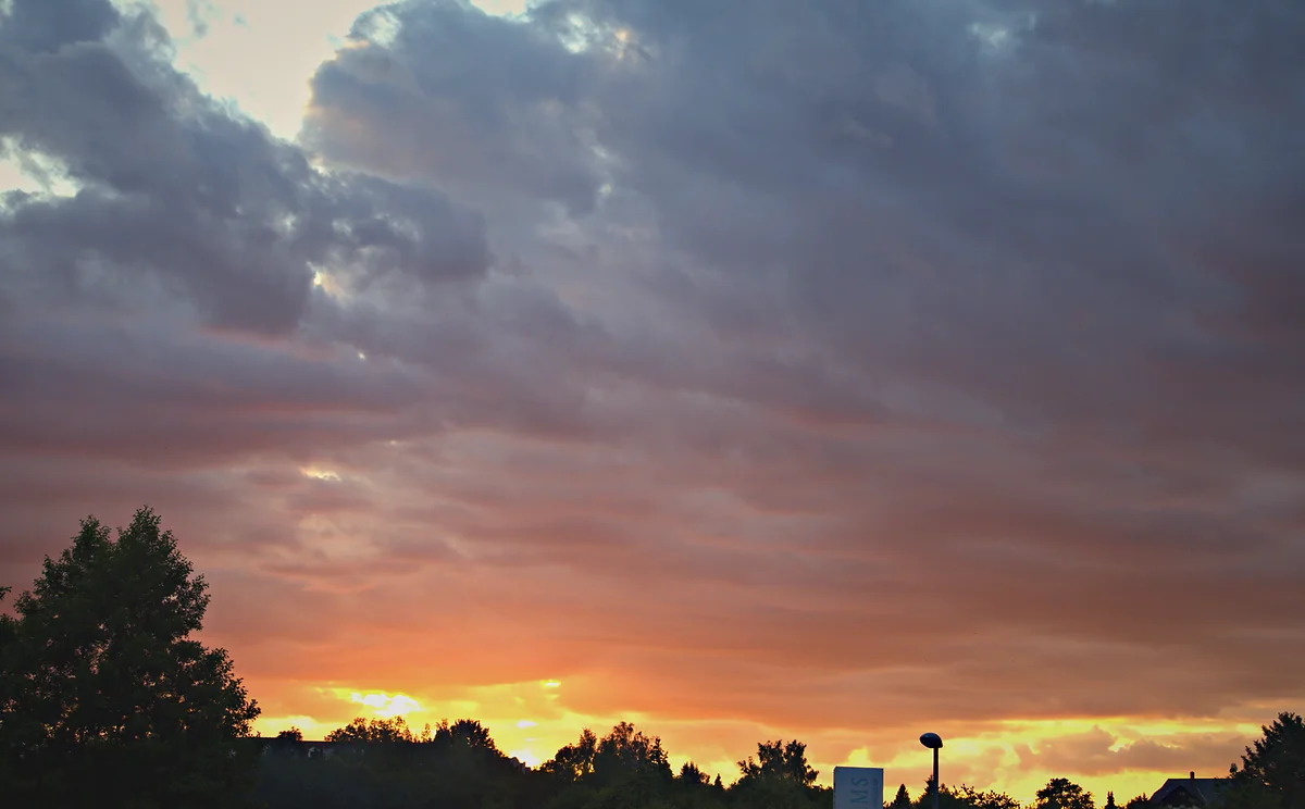 Goldener Sonnenuntergang hinter einer Baumsilhouette