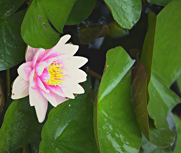 Seerose auf einem Teich, fotografiert von Pascal Horn